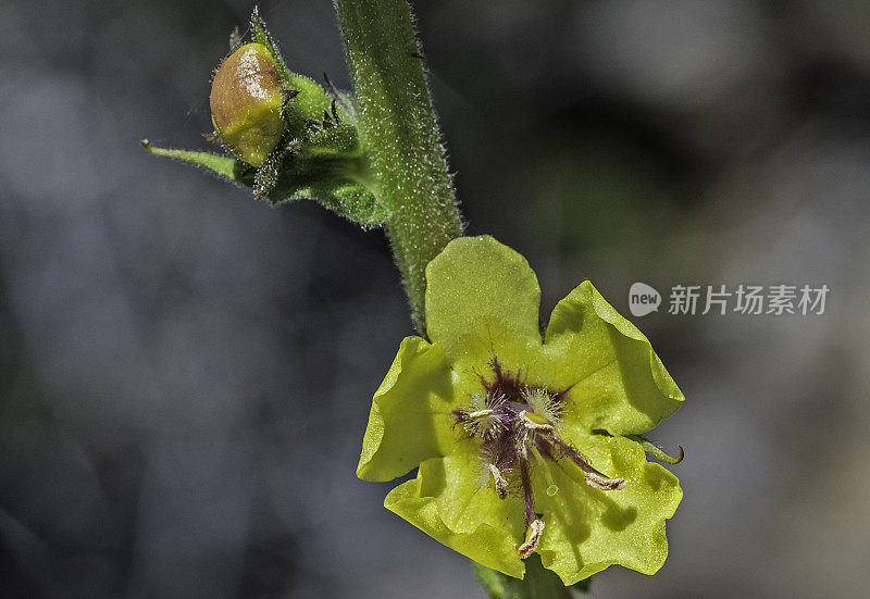 Verbascum blattaria或moth mullein，是一种二年生开花的杂草，属于玄参科，从欧亚大陆引进，生长在加利福尼亚州索诺马县Modini Mayacamas保护区。
